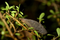 Kempynus latiusculus