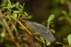 Kempynus latiusculus