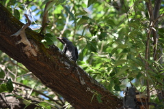 Corvus monedula