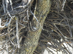 Certhia brachydactyla