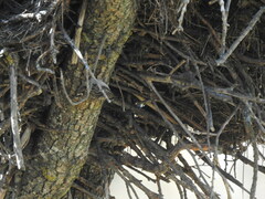 Certhia brachydactyla