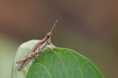 Pyrgomorphidae