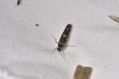 Psilochorema