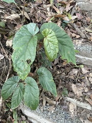 Begonia longifolia
