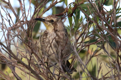 Gliciphila melanops