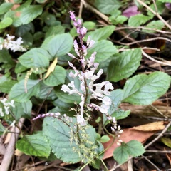 Plectranthus