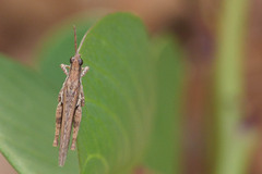 Pyrgomorphidae