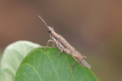 Pyrgomorphidae