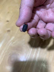 Pyrocoelia formosana