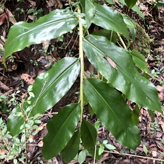 Hedychium
