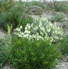 Onosma tanaitica
