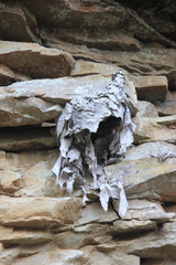 Dolichovespula maculata