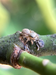 Salticinae