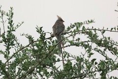 Urocolius macrourus