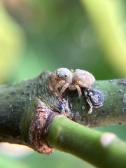 Salticinae