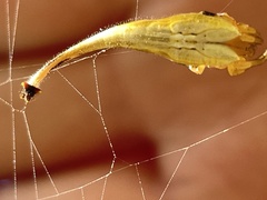 Arachnura