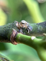 Salticinae