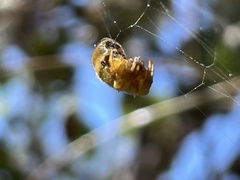 Arachnura