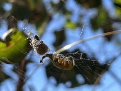 Arachnura