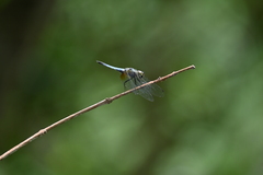 Aethriamanta gracilis