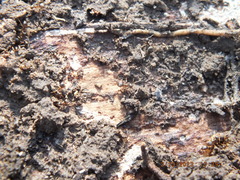 Lasius