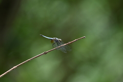 Aethriamanta gracilis