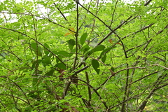 Dendrophthoe pentandra