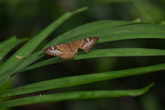 Tanaecia pelea