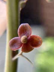 Nepenthes