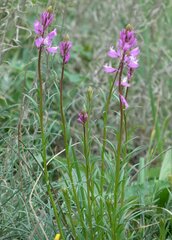 Polygala cretacea