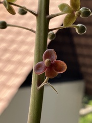 Nepenthes