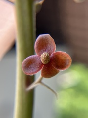 Nepenthes