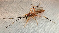 Meteorus pulchricornis