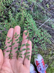 Pellaea andromedifolia