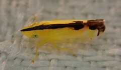 Australnirvana adelaideae