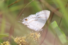 Hypolycaena philippus