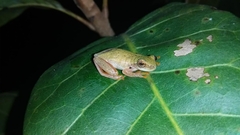 Dendropsophus rubicundulus
