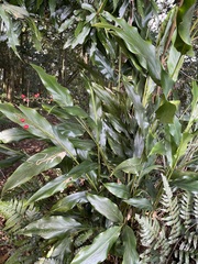 Alpinia intermedia