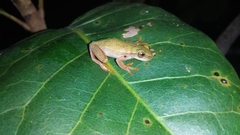 Dendropsophus rubicundulus