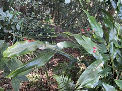 Alpinia intermedia
