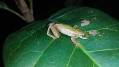 Dendropsophus rubicundulus