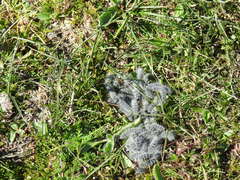 Thaumetopoea herculeana