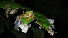 Dendropsophus rubicundulus