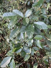 Itea parviflora