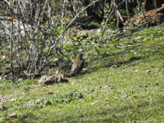 Turdus philomelos