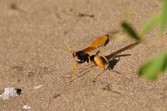 Cryptocheilus australis