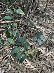 Ardisia cornudentata