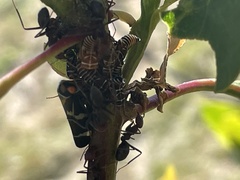 Eurymeloides pulchra