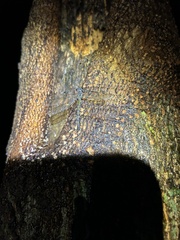 Diphlebia euphoeoides