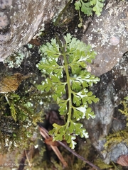 Asplenium sarelii